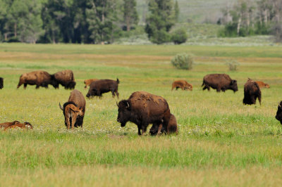 Grand Teton NP 7-9-13 0548.JPG