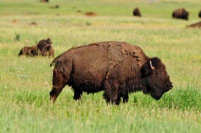 Grand Teton NP 7-9-13 0552.JPG