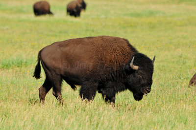 Grand Teton NP 7-9-13 0558.JPG