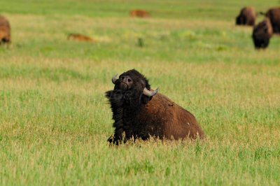 Grand Teton NP 7-9-13 0561.JPG