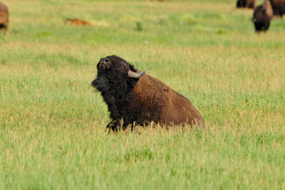 Grand Teton NP 7-9-13 0567.JPG
