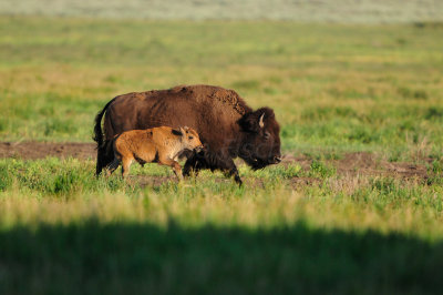 Grand Teton NP 7-10-13 0597.JPG