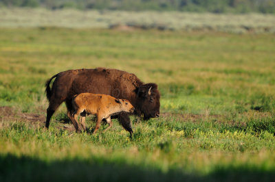 Grand Teton NP 7-10-13 0599.JPG