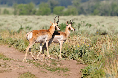 Grand Teton NP 7-10-13 0722.JPG