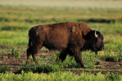 Grand Teton NP 7-10-13 0603.JPG