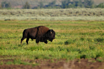 Grand Teton NP 7-10-13 0608.JPG