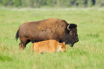Grand Teton NP 7-10-13 0680.JPG