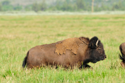 Grand Teton NP 7-10-13 0687.JPG