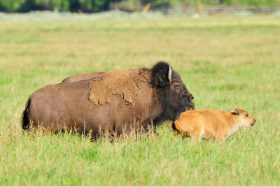 Grand Teton NP 7-10-13 0689.JPG