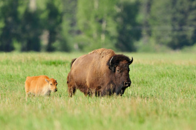 Grand Teton NP 7-10-13 0694.JPG