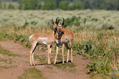 Grand Teton NP 7-10-13 0736.JPG