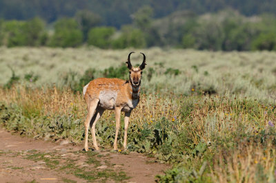 Grand Teton NP 7-10-13 0741.JPG