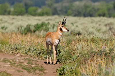 Grand Teton NP 7-10-13 0744.JPG