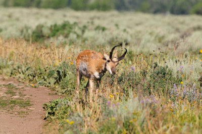 Grand Teton NP 7-10-13 0748.JPG