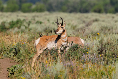 Grand Teton NP 7-10-13 0754.JPG