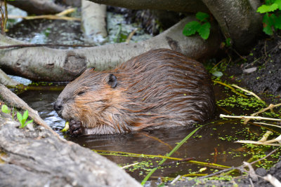 Beaver