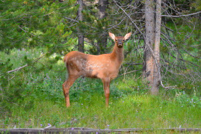 Grand Teton NP 7-12-13 1047.JPG
