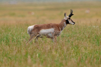 Grand Teton NP 7-13-13 1142.JPG