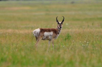 Grand Teton NP 7-13-13 1147.JPG