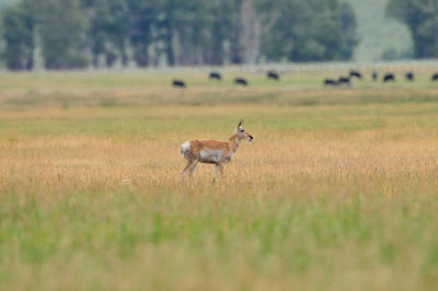 Grand Teton NP 7-13-13 1150.JPG
