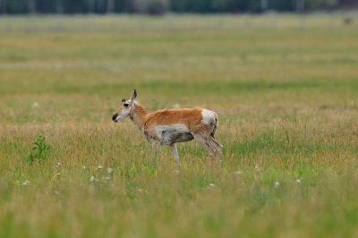Grand Teton NP 7-13-13 1155.JPG