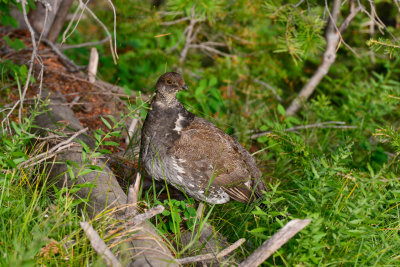 Grand Teton NP 7-13-13 1127.JPG