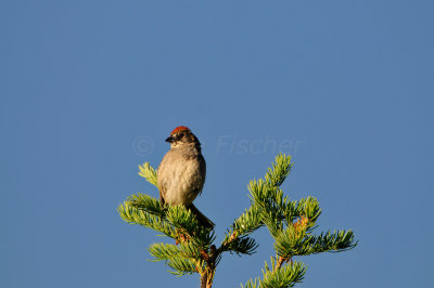 Grand Teton NP 7-14-13 1236.JPG