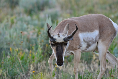Grand Teton NP 7-21-13 3214.JPG