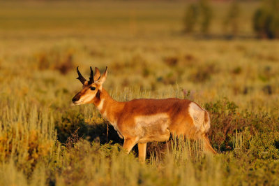 Grand Teton NP 7-23-13 3494.JPG