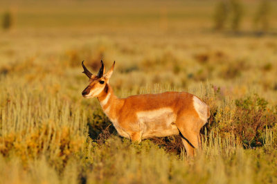 Grand Teton NP 7-23-13 3498.JPG