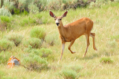 National Elk Wildlife Refuge 7-8-13 0342.JPG