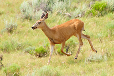 National Elk Wildlife Refuge 7-8-13 0345.JPG