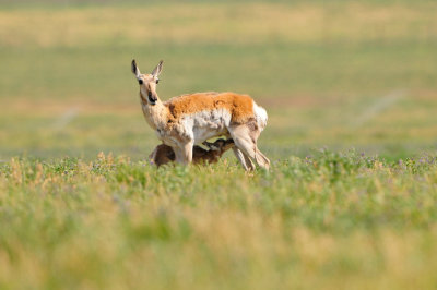 National Elk Wildlife Refuge 7-8-13 0350.JPG