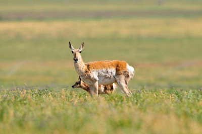 National Elk Wildlife Refuge 7-8-13 0357.JPG