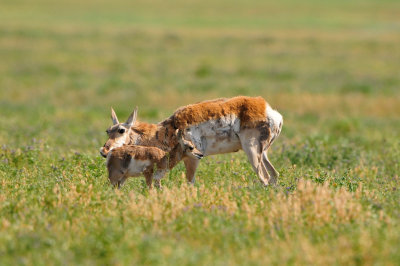 National Elk Wildlife Refuge 7-8-13 0359.JPG