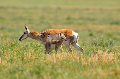 National Elk Wildlife Refuge 7-8-13 0364.JPG