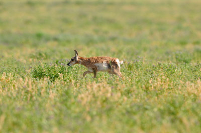 National Elk Wildlife Refuge 7-8-13 0368.JPG
