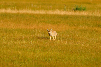 National Elk Wildlife Refuge 7-23-13 3531.JPG