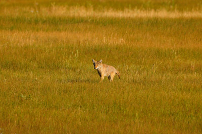 National Elk Wildlife Refuge 7-23-13 3536.JPG