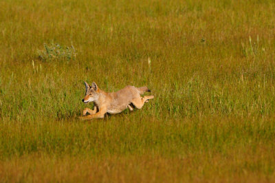 National Elk Wildlife Refuge 7-23-13 3545.JPG