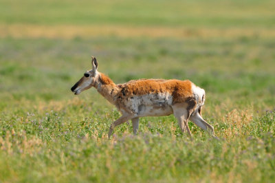 National Elk Wildlife Refuge 7-8-13 0370.JPG