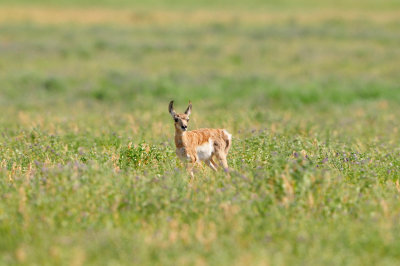 National Elk Wildlife Refuge 7-8-13 0371.JPG