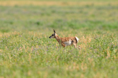 National Elk Wildlife Refuge 7-8-13 0374.JPG