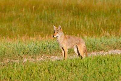 National Elk Wildlife Refuge 7-23-13 3552.JPG