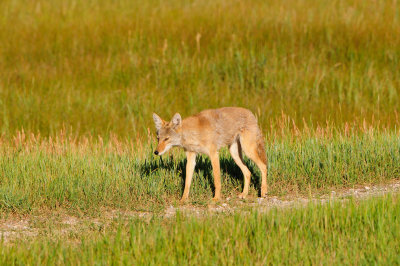 National Elk Wildlife Refuge 7-23-13 3557.JPG