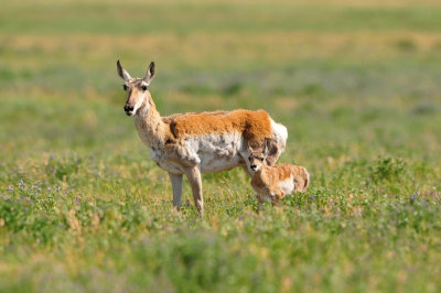 National Elk Wildlife Refuge 7-8-13 0376.JPG