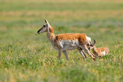 National Elk Wildlife Refuge 7-8-13 0382.JPG