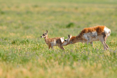 National Elk Wildlife Refuge 7-8-13 0387.JPG
