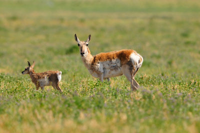 National Elk Wildlife Refuge 7-8-13 0408.JPG