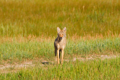 National Elk Wildlife Refuge 7-23-13 3558.JPG